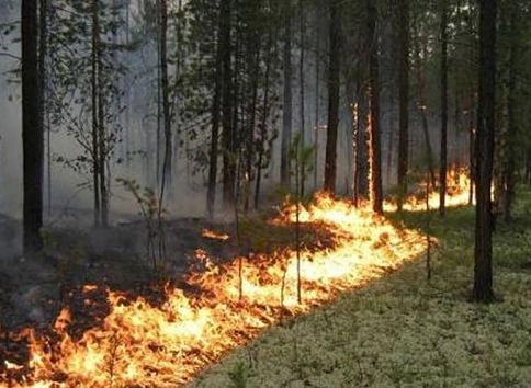 Лесной пожар у полигона Сельцы локализован | ya62.ru