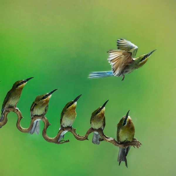 «Один с сошкой, а шестеро с ложкой» | Источник: Budi Gunawan / Siena Creative Photo Awards 2020
