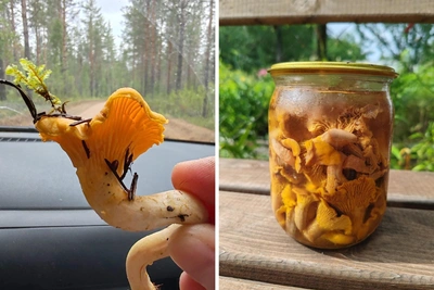 How to Pickle Chanterelles from Arkhangelsk Forests