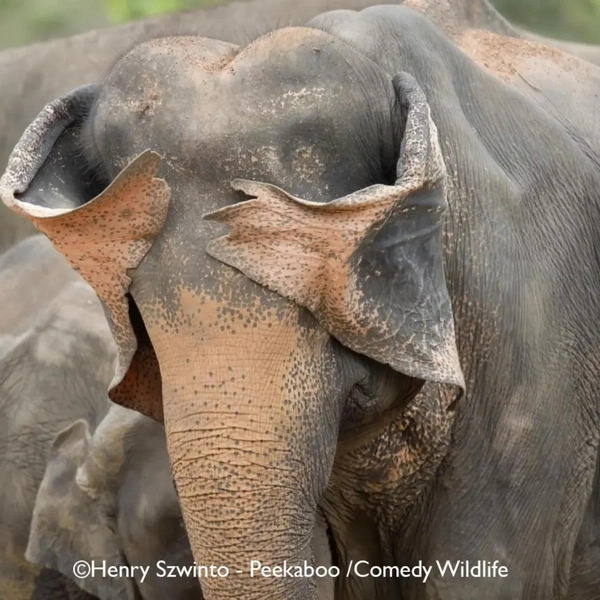 Источник: Nikon Comedy Wildlife Awards