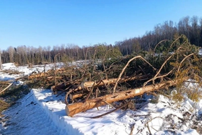 В Островском районе возбудили дело за вырубку леса