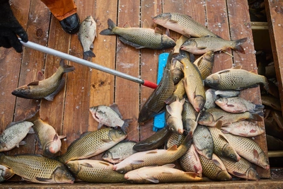 Novosibirsk Veterinarians Debunk Fish Feeding Myth for Cats