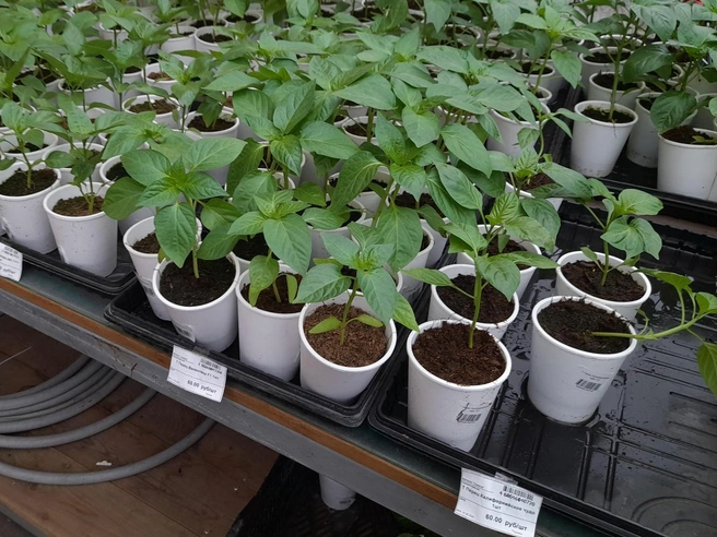 Каждый горшочек&nbsp;— 60 рублей | Источник: Татьяна Зарва / NGS24.RU