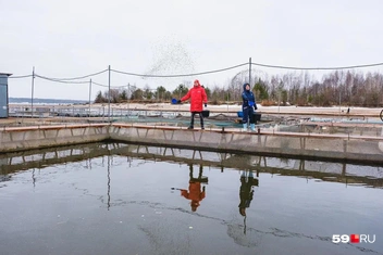 Андрей с супругой Анастасией кормят осетров&nbsp;— размашистым движением руки щедро рассыпают корм по садкам | Источник: Тимофей Калмаков / 59.RU