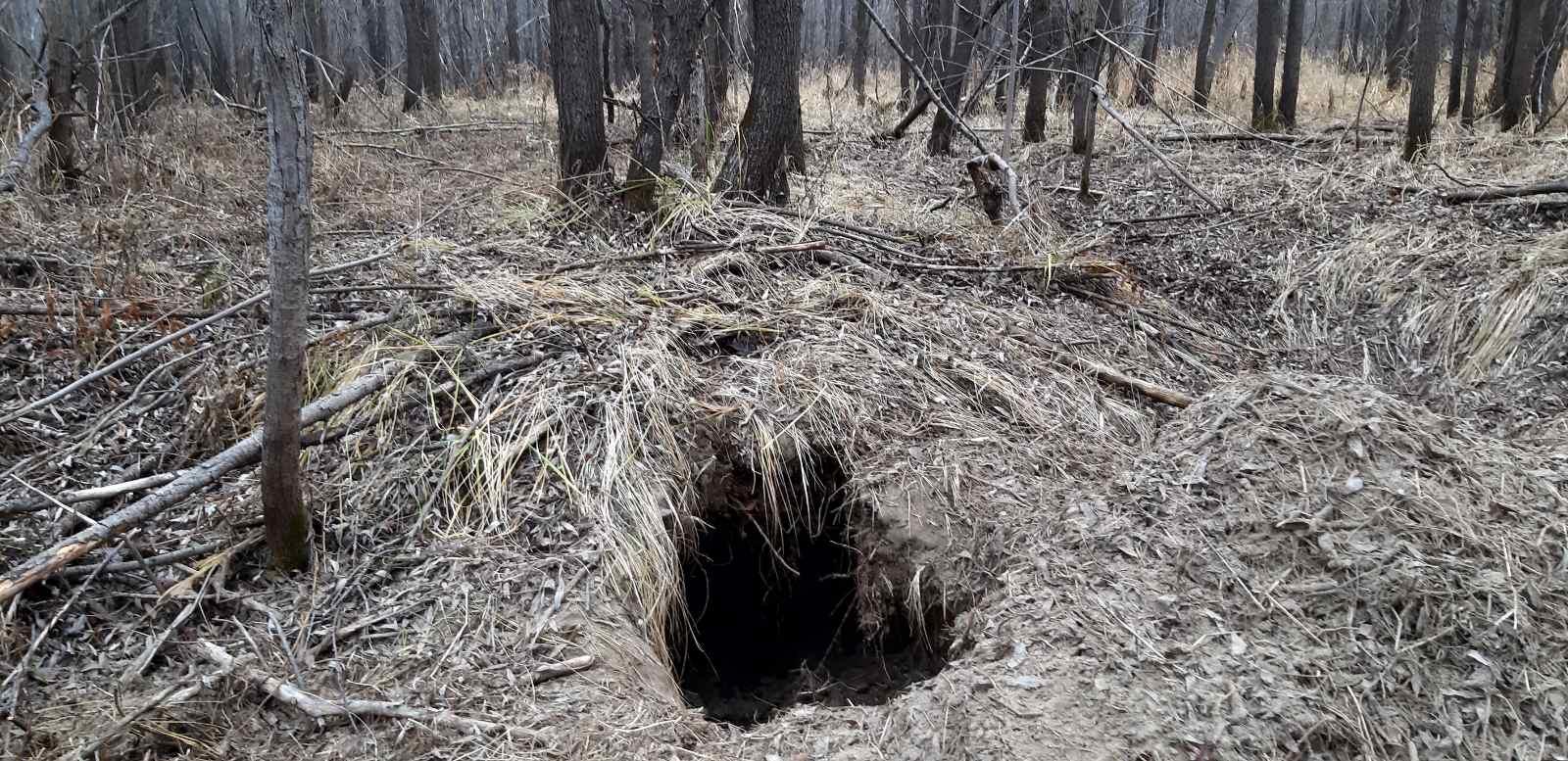 Нападение лесу. Медвежья Берлога (бункер). Берлога медведя.