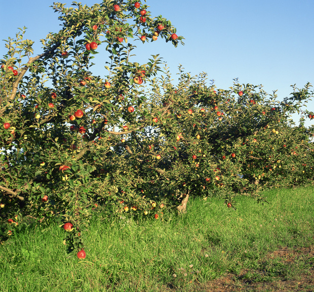 Подкормка яблонь осенью — www.wday.ru