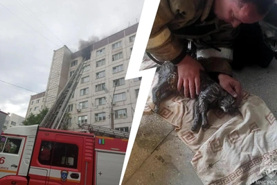 В Челябинске спасатели откачали кошку после пожара