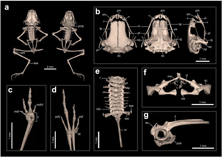 изображение скелета и отдельных костей жабы Brachycephalus dacnis | Источник: PeerJ