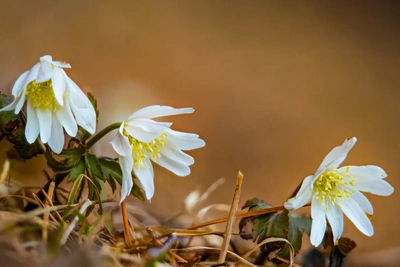Первые цветы распустились в Алтайском заповеднике
