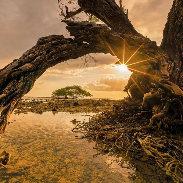 Призер в номинации «Пейзаж с земли» | Источник: Hoang The Nhiem / Mangrove Photography Awards 2025