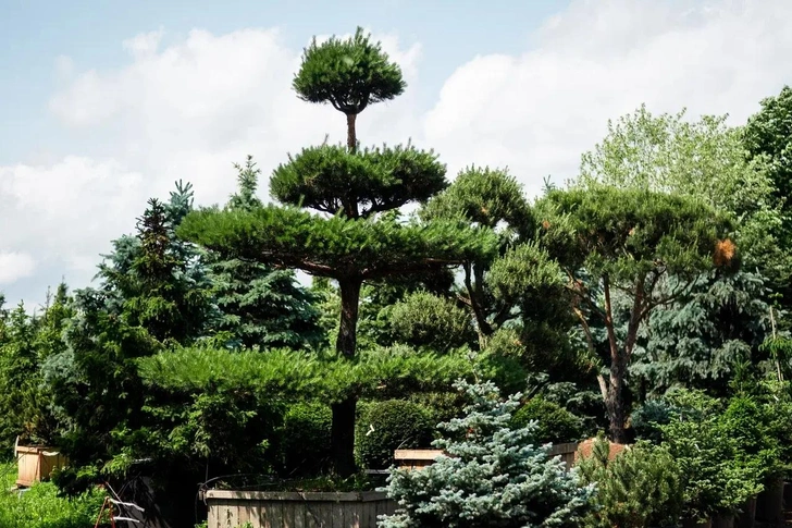 5 необычных растений для сада: советы Imperial Garden | Источник: imperialgarden.ru