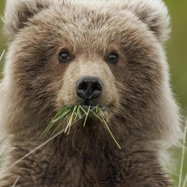 Источник: World Nature Photography Awards
