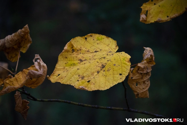 Особенно холодно ночью и утром | Источник: Елена Буйвол / VLADIVOSTOK1.RU
