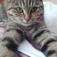 Аватарка Barbariska