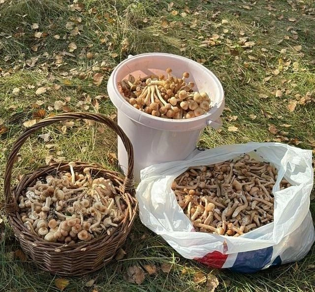 Опят так много, что они не помещаются в корзины  | Источник: «Грибы. Грибники Омска и Омской области» / vk.com