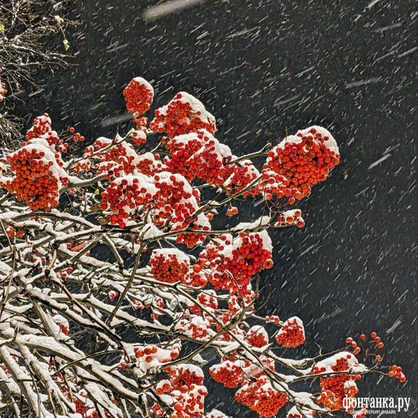 Источник: читатель «Фонтанки»