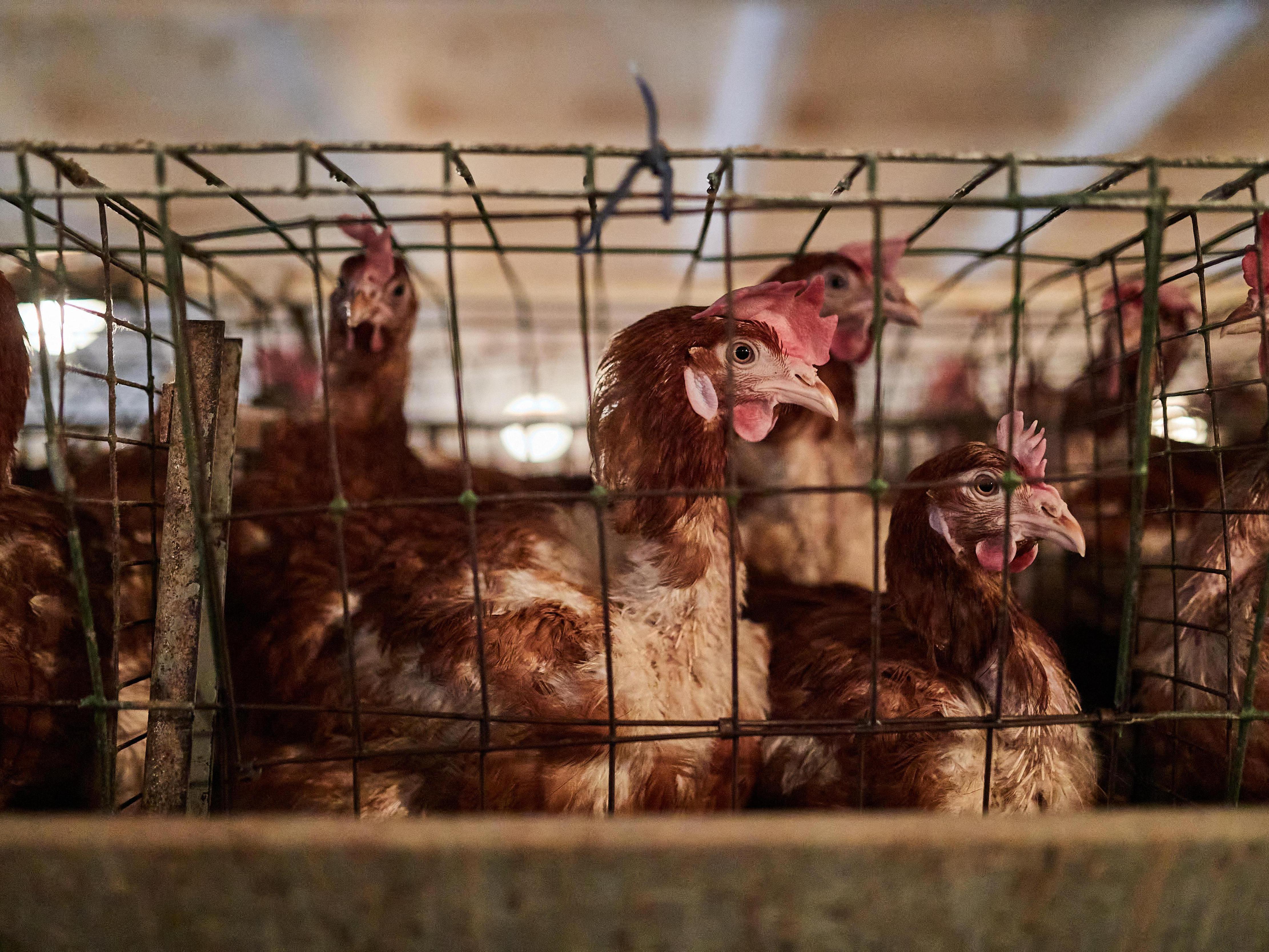 В Воронежской области закрыли птицефабрику на 10 суток