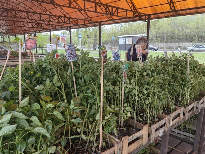 Какие цветы сажать на даче в апреле в Ленобласти