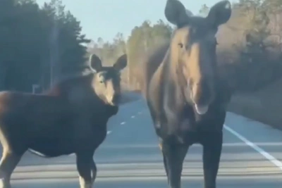 Лосиха с лосёнком вышли на дорогу в Приамурье