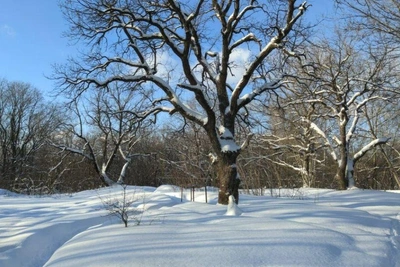 Мэрия ответила на угрозу застройки лесопарка «Дубки» в Самаре