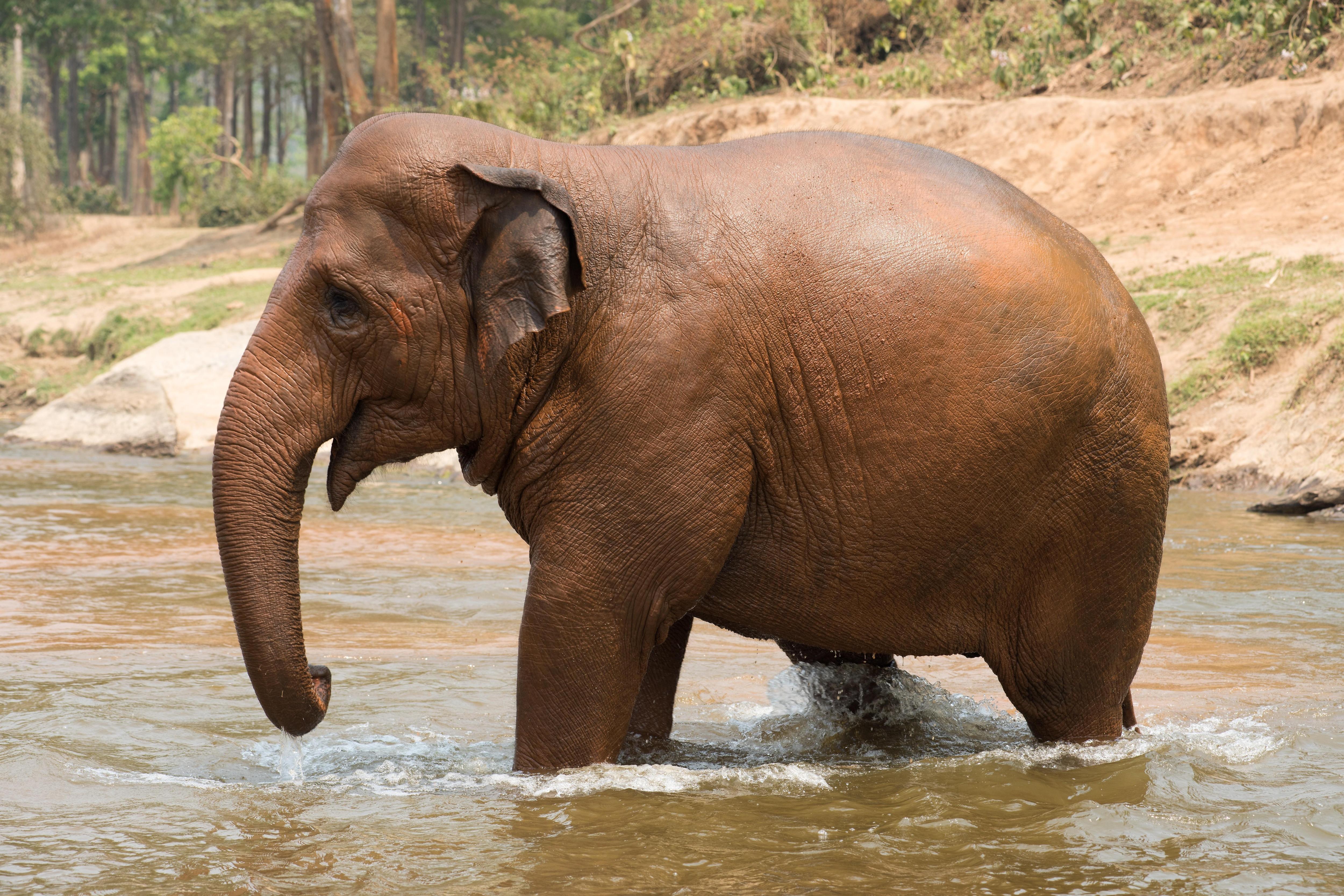 Ход слоном: чего не хватает для счастья священным животным Таиланда |  Вокруг Света