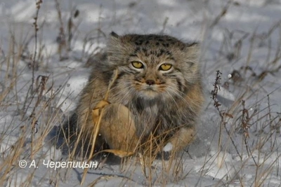 Президентский грант на спасение манула в Забайкалье