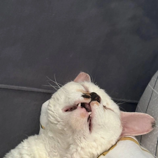 На заре ты ее не буди | Источник: читатель 63.RU