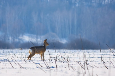 Популяция краснокнижной косули выросла в 15 раз