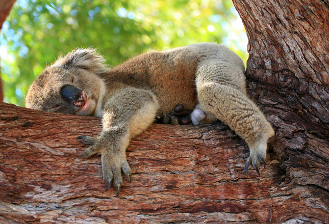 Самые милые животные фото