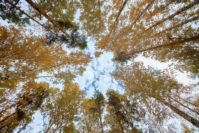 Resident asks governor to clear forest for flood prevention