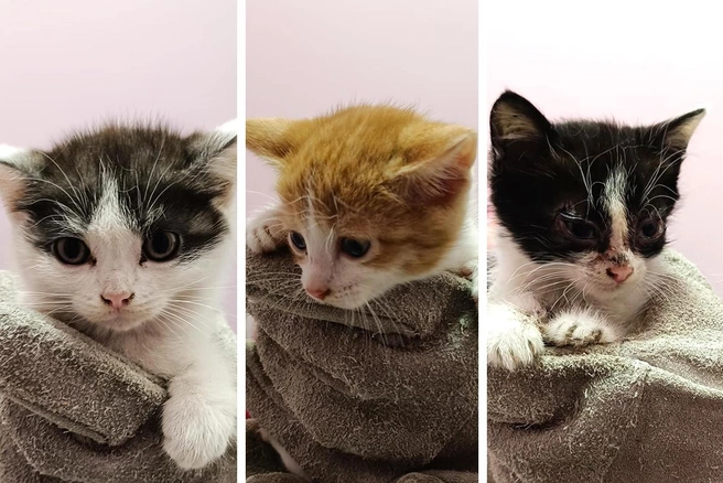 Всего во дворе пенсионерки обитало 12 животных | Источник: предоставлено Кристиной