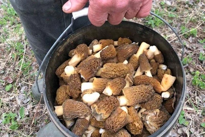 Снежная зима и грибы: комментарий миколога