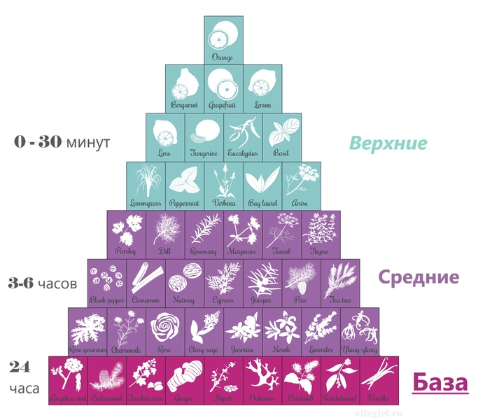 Верхние, средние и базовые ноты духов: что это такое и как их выбирать