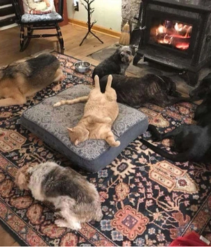 40 фотографий котов, отобравших ложе у собак