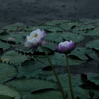 Аватарка Ариана 