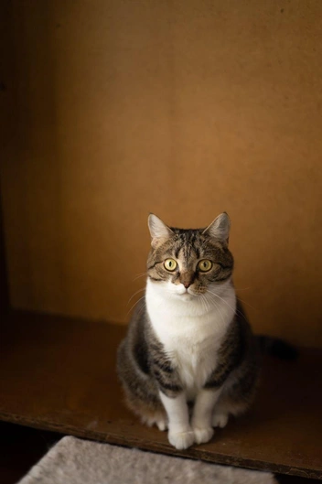 Источник: Елена Гасанова