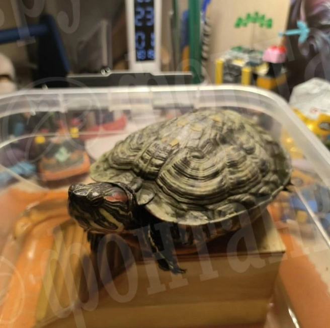 Брошенную черепаху выловили из Фонтанки. Всё благодаря соцсетям и неравнодушным петербуржцам | Источник: читательница «Фонтанки» Анастасия