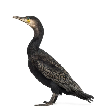 Большой баклан (Phalacrocorax carbo) | Источник: Eric Isselee via Shutterstock/Fotodom.ru