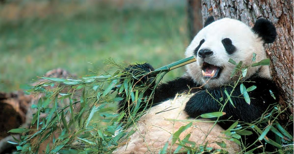 Поставь панда 4. Агрессивная Панда. Панда ставит лайк. Могут ли панды быть агрессивными.