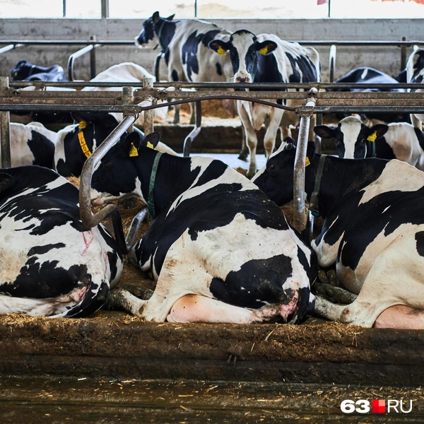 Источник: Роман Данилкин / 63.RU