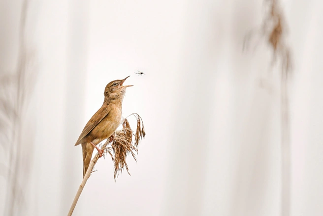 Источник: Wolfram Nagel / GDT Nature Photographer of the Year 2025