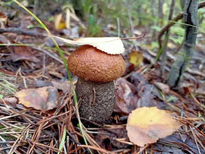 Источник: Светлана Звонарева