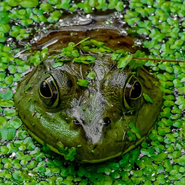 Финалист в номинации «Природа» | Источник: Jennifer Newitt / 1839 Awards Photographer of the Year 2025