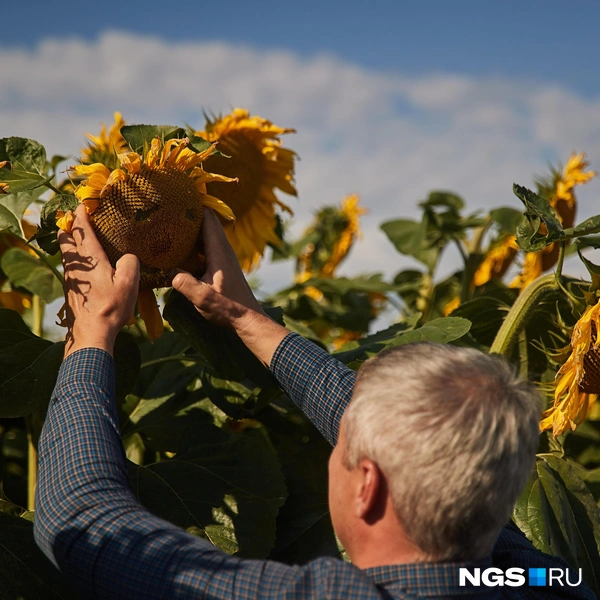 Отбирать лучших будут не за красоту! | Источник: Александр Ощепков / NGS.RU