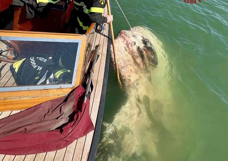 Заблудилась: в Венеции достали из лагуны огромную луну-рыбу, мешавшую судам