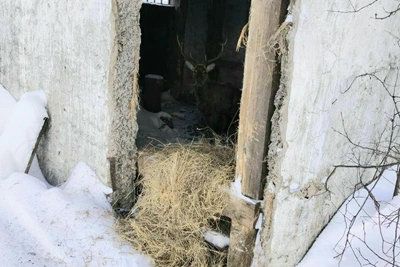 Марал ищет помощь у людей в Татарстане