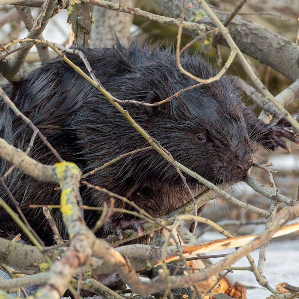 Источник: Антон Кубышкин / «Грибы и Грибники СПб»