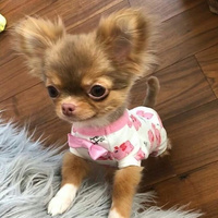 Аватарка не рыжая зая