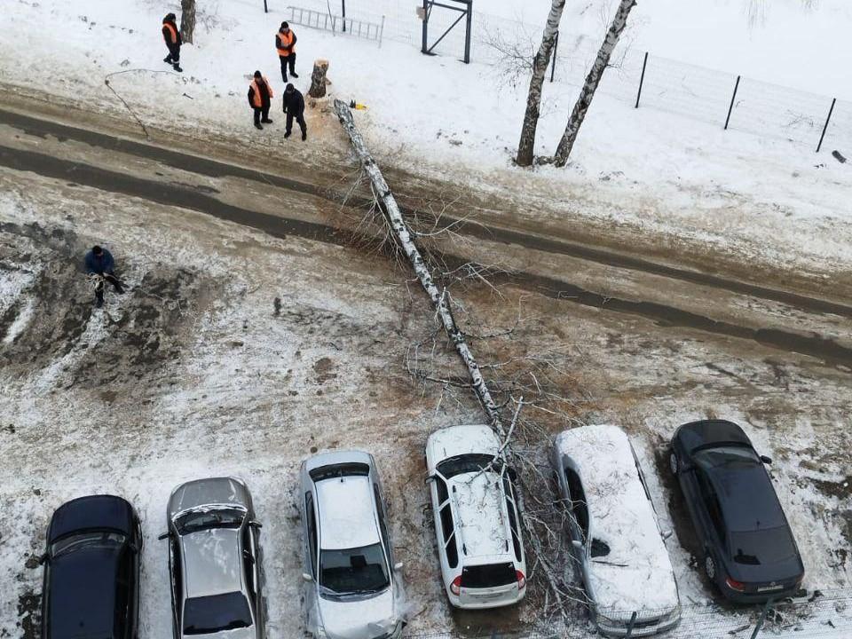 В Челябинске коммунальщики пытались снести дерево, но повалили его на припаркованные машины (видео)