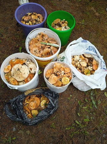 Этот урожай собрали в Карповке | Источник: читатель «Чита.Ру»